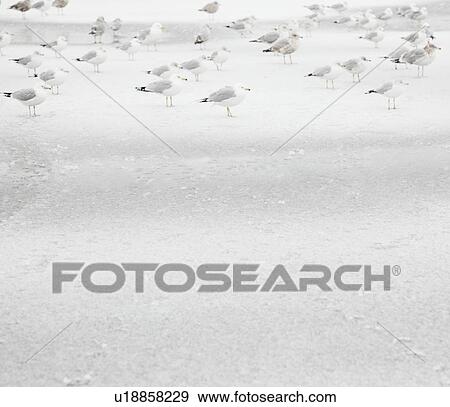 Stock Photo - USA, New York State, Rockaway Beach, seagull on beach in winter. Fotosearch
