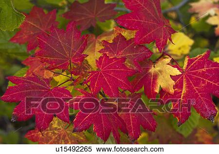 Stock Photography - USA, Oregon, Marion County, Vine Maple Leaves. Fotosearch