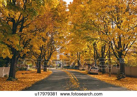 Stock Image - USA, Oregon, Salem, treelined autumn lane. Fotosearch