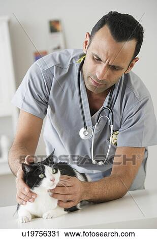 Stock Image - Vet examining cat in pet clinic. Fotosearch