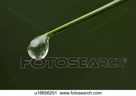 Water drop on blade of grass View Large Photo Image Stock Image - Water drop on blade of grass. Fotosearch