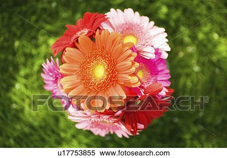 a bouquet of gerbera daisies View Large Photo Image Stock Photography - a bouquet of gerbera daisies. Fotosearch