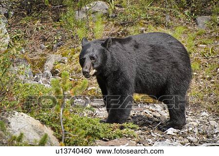 Stock Image - American Black Bear (Ursus Americanus); Alberta, Canada. Fotosearch