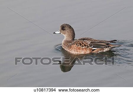 Picture - american wigeon (anas americana) swimming on a pond in hawrelak park; edmonton, alberta, canada. Fotosearch