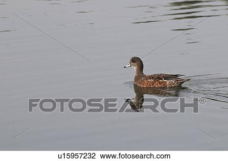 Stock Image - american wigeon (anas americana) swimming on a pond in hawrelak park; edmonton, alberta, canada. Fotosearch