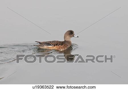 Stock Image - american wigeon (anas americana) swimming on a pond in hawrelak park; edmonton, alberta, canada. Fotosearch