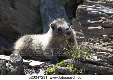 Baby Marmot On The Rocks; Waterton, Alberta, Canada View Large Photo Image Stock Image - Baby Marmot On The Rocks; Waterton, Alberta, Canada. Fotosearch