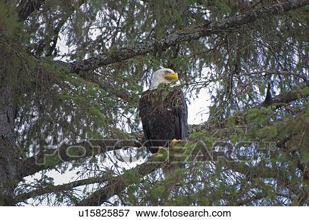 Bald Eagle (Haliaeetus Leucocephalus) Perched On A Branch; Campbell River, British Columbia, Canada View Large Photo Image Stock Photo - Bald Eagle (Haliaeetus Leucocephalus) Perched On A Branch; Campbell River, British Columbia, Canada. Fotosearch