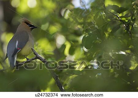 Picture - Cedar Waxwing (Bombycilla Cedrorum) On A Tree Branch; Calgary, Alberta, Canada. Fotosearch