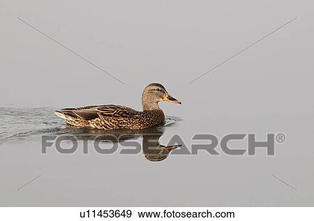 Stock Photo - mallard (anas platyrhynchos) swimming on a pond in hawrelak park; edmonton, alberta, canada. Fotosearch