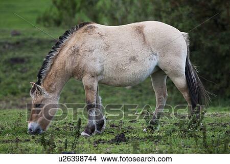 Picture - Norwegian Fjord Horse Grazing In A Field; Northumberland, England. Fotosearch