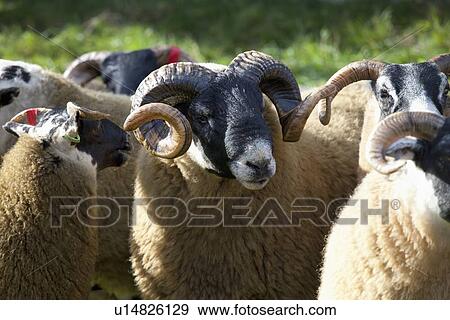 Sheep Tagged On Their Ears; Northumberland, England View Large Photo Image Stock Photo - Sheep Tagged On Their Ears; Northumberland, England. Fotosearch