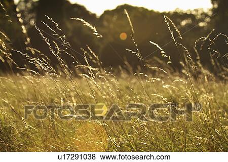 Stock Photo - sun shining on a field of long grass; dublin, ireland. Fotosearch