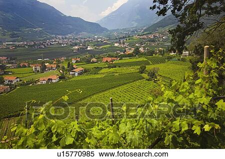 view of a city in the valley near merano and terraced vineyards; trentino alto-adige, italy View Large Photo Image Stock Photography - view of a city in the valley near merano and terraced vineyards; trentino alto-adige, italy. Fotosearch