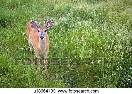 Stock Image - white-tailed deer (odocoileus virginianus) in green grass; kalispell, montana, united states of america. Fotosearch