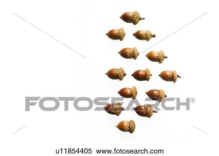 Acorns on white background View Large Photo Image Stock Photography - Acorns on white background. Fotosearch
