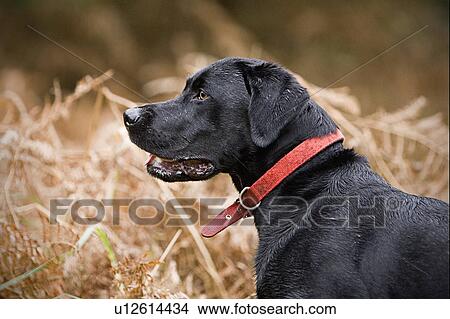 Black labrador in field View Large Photo Image Picture - Black labrador in field. Fotosearch