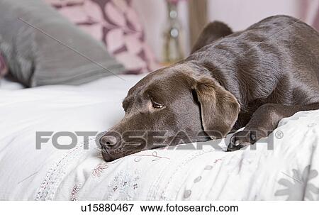 Stock Photo - Chocolate labrador lying on bed. Fotosearch