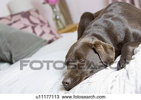 Stock Image - Chocolate labrador sleeping on bed. Fotosearch