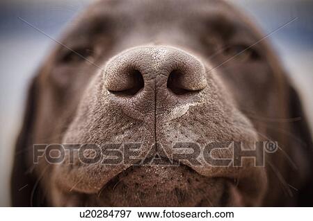 Chocolate labrador's nose View Large Photo Image Stock Photo - Chocolate labrador's nose. Fotosearch