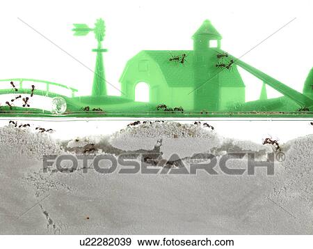 Stock Photo - Close up of antquarium. Fotosearch