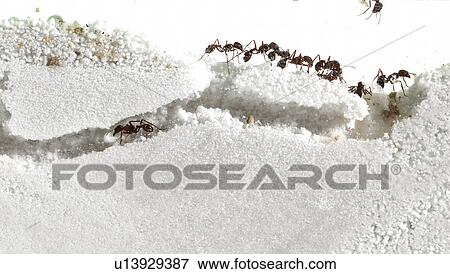 Close up of ants in sand View Large Photo Image Stock Photo - Close up of ants in sand. Fotosearch