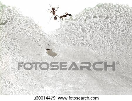 Close up of ants in sand View Large Photo Image Stock Photo - Close up of ants in sand. Fotosearch