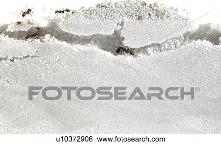 Close up of ants in sand View Large Photo Image Stock Photograph - Close up of ants in sand. Fotosearch
