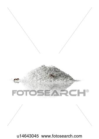 Stock Photography - Close up of ants in sand. Fotosearch