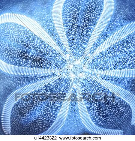 Stock Image - Close up of blue seashell. Fotosearch