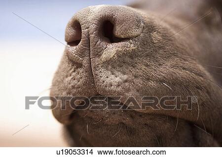 Close-up of chocolate labrador nose View Large Photo Image Picture - Close-up of chocolate labrador nose. Fotosearch