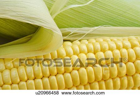 Stock Photo - Close up of corn. Fotosearch