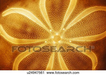 Close-up of jelly fish View Large Photo Image Stock Image - Close-up of jelly fish. Fotosearch