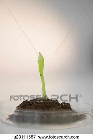 Stock Photo - Close-up of seedling in petri dish. Fotosearch