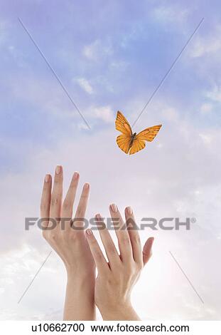 Close up of woman's hands and flying butterfly against blue sky View Large Photo Image Stock Image - Close up of woman's hands and flying butterfly against blue sky. Fotosearch