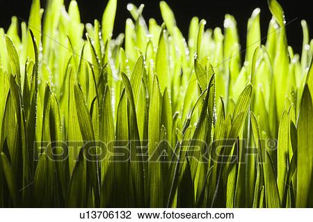Stock Image - Close-up view of grass straw. Fotosearch
