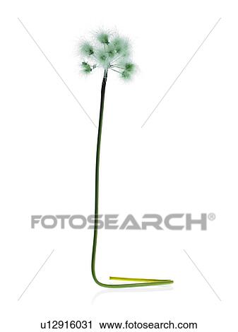 Stock Image - Dandelion stem on white background. Fotosearch