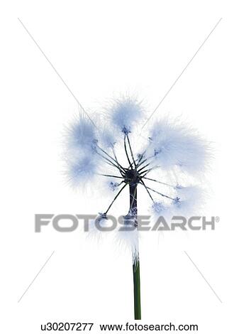 Stock Photo - Dandelion stem on white background. Fotosearch