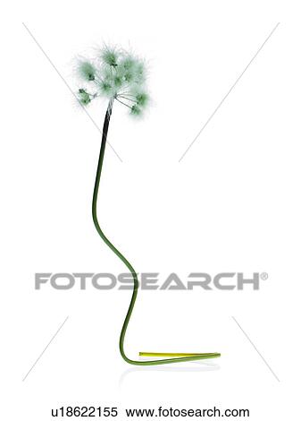 Stock Photography - Dandelion stem on white background. Fotosearch
