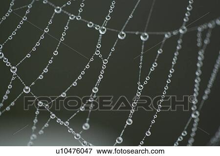 Stock Photo - Extreme close-up of spider web with dew. Fotosearch