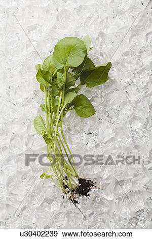 Stock Photo - Fresh leafs on white background. Fotosearch