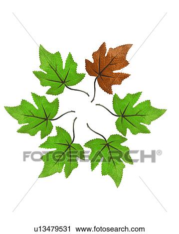 Green leaves with one brown on white background View Large Photo Image Stock Image - Green leaves with one brown on white background. Fotosearch