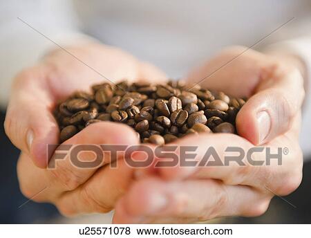 Hands holding coffee beans View Large Photo Image Stock Photo - Hands holding coffee beans. Fotosearch