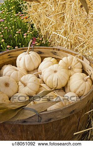 Stock Image - Harvested pattypan squash on field. Fotosearch