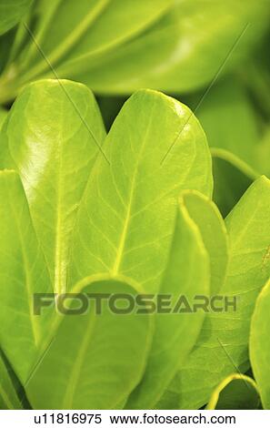 Stock Photography - Mexico, Playa Del Carmen, green leaves. Fotosearch