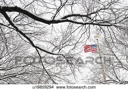 New York City, New York, American Flag and branch of bare tree View Large Photo Image Picture - New York City, New York, American Flag and branch of bare tree. Fotosearch