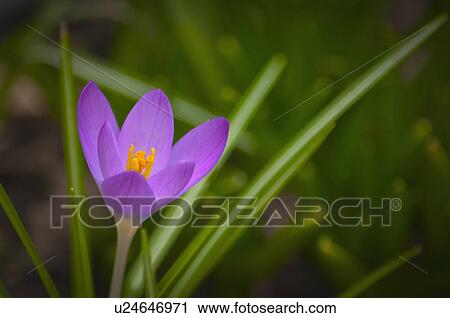 Oregon, Close-up of purple Crocus growing on field View Large Photo Image Stock Image - Oregon, Close-up of purple Crocus growing on field. Fotosearch