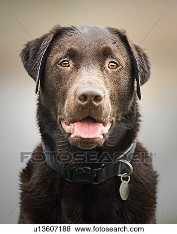 Portrait of chocolate labrador View Large Photo Image Stock Photo - Portrait of chocolate labrador. Fotosearch