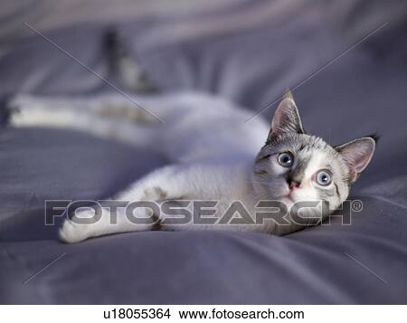 Picture - Portrait of young kitten. Fotosearch