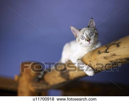 Stock Photo - Portrait of young kitten. Fotosearch